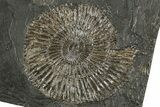 Dactylioceras Ammonite Fossil - Posidonia Shale, Germany #358354-1